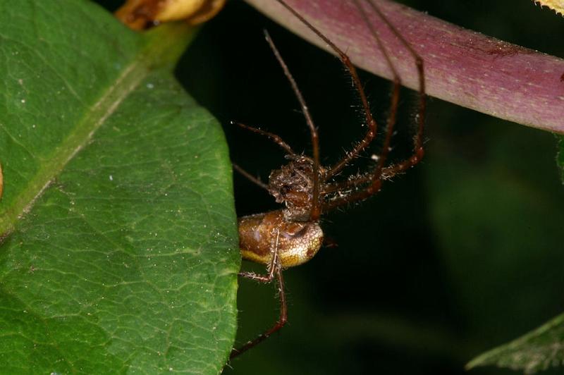 Tetragnatha_montana_D4905_Z_75_Les Gris_Frankrijk.jpg